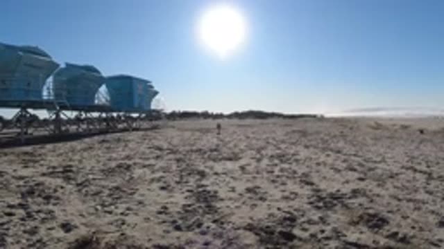 PISMO BEACH CALIFORNIA-2019: Cute Dog Brings Back His Toy At The Seaside