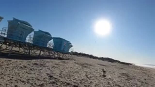 PISMO BEACH CALIFORNIA-2019: Person Throws Frisbee Dog Runs Down The Beach To Catch It
