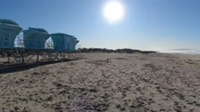 PISMO BEACH CALIFORNIA-2019: Dog Playing Fetch On A Grand Beach With The Sun Out