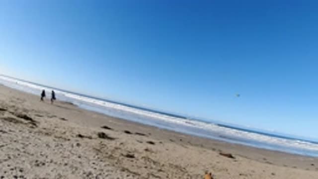 PISMO BEACH CALIFORNIA-2019: Dog Follows Thrown Disc on Beach with Two People