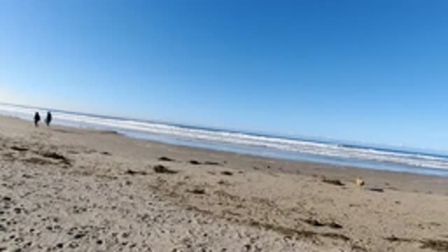 PISMO BEACH CALIFORNIA-2019: Dog Owner Teaching Him To Pick Up The Thrown Object