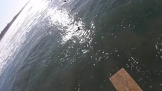 PISMO BEACH CALIFORNIA-2019: Ducks Relaxing On The Calm Lake In The Cool Of The