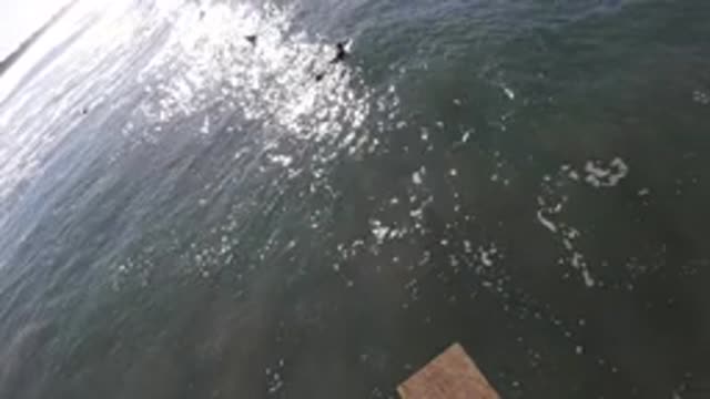 PISMO BEACH CALIFORNIA-2019: Nice The Beautiful Ducks Playing With Each Other On