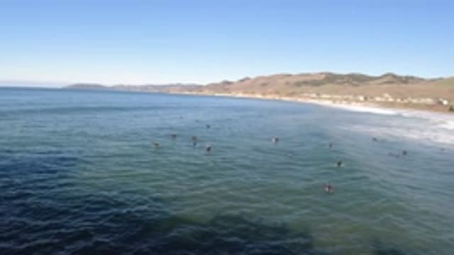 PISMO BEACH CALIFORNIA-2019: Animals Floating On Gentle Waves Of Ocean During