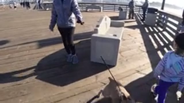 PISMO BEACH CALIFORNIA-2019: Woman Walking Dog On Wooden Boardwalk