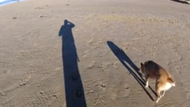 PISMO BEACH CALIFORNIA-2019: Tan Colored Dog And Person Walk Alongside Each