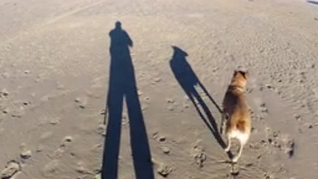 PISMO BEACH CALIFORNIA-2019: Human Filming Dog Walking On Beach Including Human