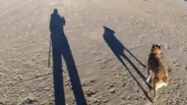 PISMO BEACH CALIFORNIA-2019: Person Walking Dog On The Beach On A Leash When Its