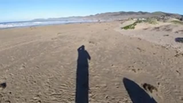 PISMO BEACH CALIFORNIA-2019: Man Walking Along Sandy Wet Beach With Canine