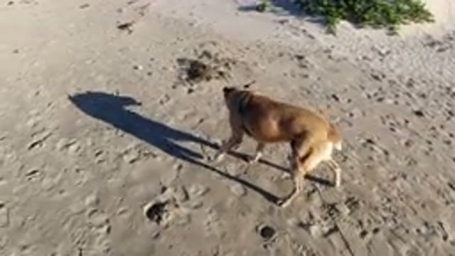 PISMO BEACH CALIFORNIA CALIFORNIA USA-2019: Small Brown Dog Walking On Sandy Beach
