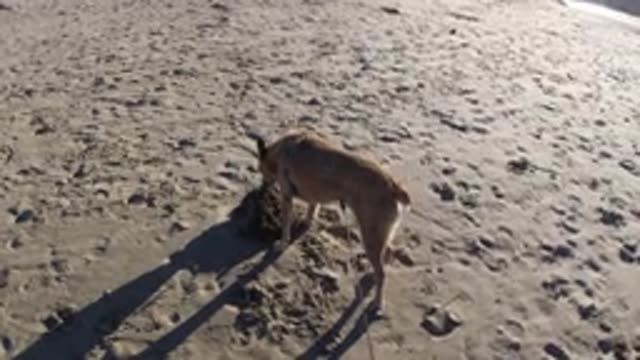 PISMO BEACH CALIFORNIA-2019: Beach Discovery Featuring A Short Tailed Sniffing Dog