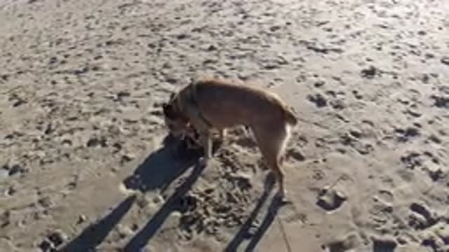 PISMO BEACH CALIFORNIA-2019: A Big Brown Dog Is Investigating Something In The Sand