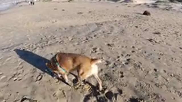PISMO BEACH CALIFORNIA-2019: A Small Dog Walking Along The Beach At Sunrise With Its Owner
