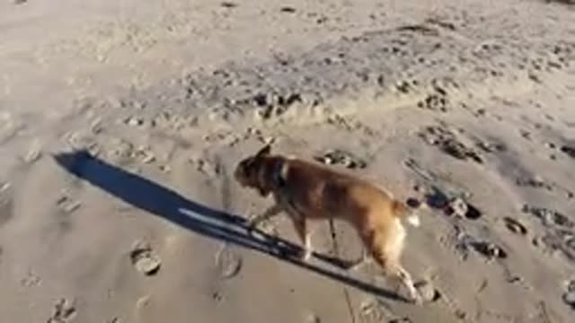 PISMO BEACH CALIFORNIA-2019: Dog Walking On The Sand On The Beach Near The Ocean