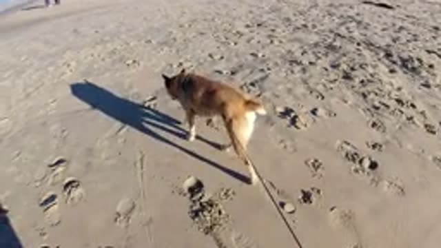 PISMO BEACH CALIFORNIA-2019: Walking The Bog By The Sea