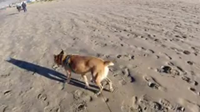 PISMO BEACH CALIFORNIA-2019: Dog With Leash Walking By The Beach On Cold Winter