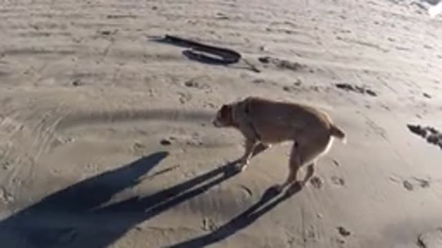 PISMO BEACH CALIFORNIA-2019: Dog Walking On The Beach With Its Owner