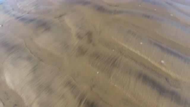 PISMO BEACH CALIFORNIA-2019: A Medium Size Dog On A Leash Walks Across The