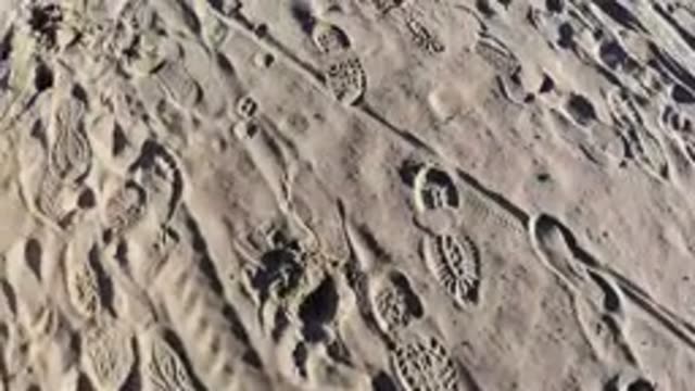 PISMO BEACH CALIFORNIA-2019: Walking In The Sand With Dog Spearing Briefly On