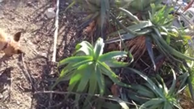 MALIBU CALIFORNIA-2019: Brown Dog Sniffs Small Palm Trees On A Sunny Day