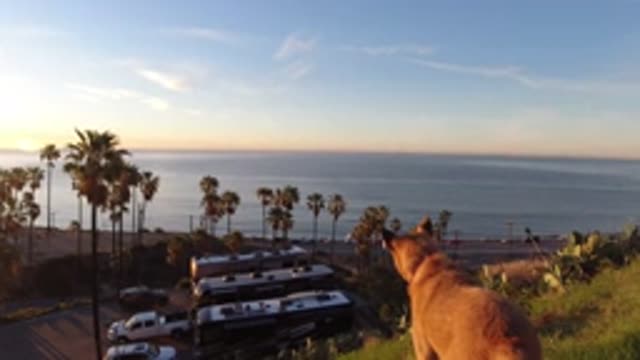 MALIBU CALIFORNIA-2019: A Dog Is Looking At The Road Of A City And The Sea On A
