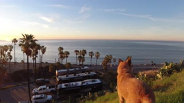 MALIBU CALIFORNIA-2019: Tan Colored Medium Sized Dog Looks From Hill Toward