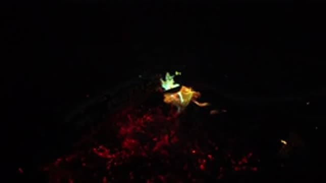 SAN CLEMENTE CALIFORNIA-2019: Multi-Colored Flames Bursting From Forest Foliage