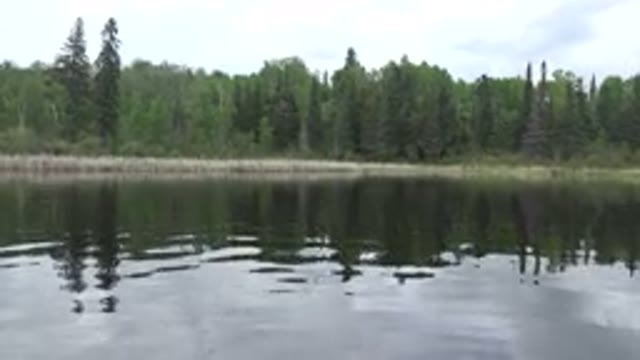 RED LAKE CANADA-2015: Small Calm Lake With Small Ripples Flowing Surrounded By Trees