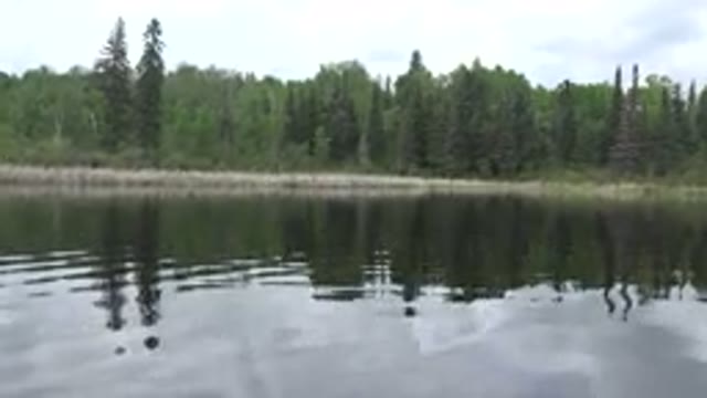 RED LAKE CANADA-2015: Forest Green River Running With Shadows