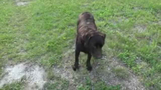 RED LAKE CANADA-2015: A Black Dog Is Looking For Something By Sniffing Around A