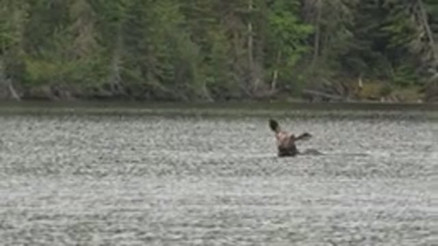 RED LAKE CANADA-2015: Moose-Like Animal Swimming Neck Deep in Lake