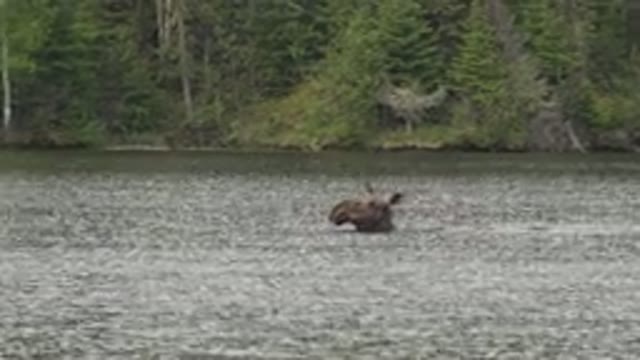 RED LAKE CANADA-2015: Brown Horse Tries To Cross The River While He Is Worried