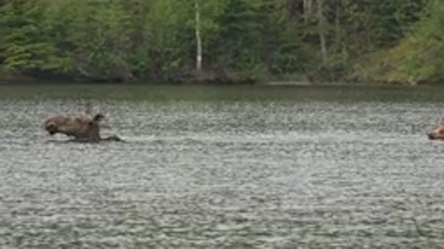 RED LAKE CANADA-2015: Animals Cross Lake Swimming Against River Current