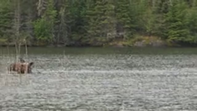RED LAKE CANADA-2015: Wildlife in a River Surrounded by Forests