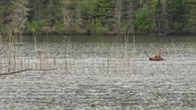 RED LAKE CANADA-2015: Animal In A River In The Forest With A Tree In Front