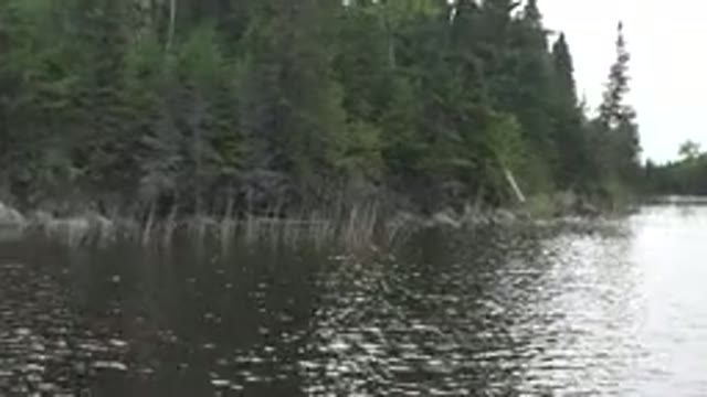 RED LAKE CANADA-2015: Scared Kangaroo Runs Away on the Riverside into the Forest