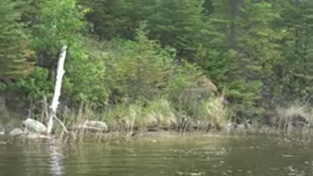 RED LAKE CANADA-2015: Baby Moose Liming Up Hill To Mother