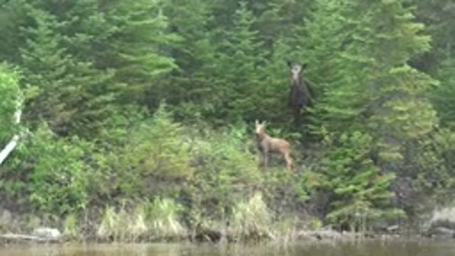 RED LAKE CANADA-2015: Mother And Baby Moose In Forested Area Look Towards Camera