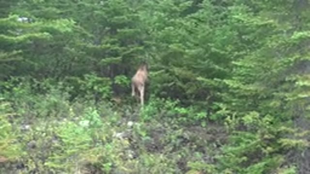 RED LAKE CANADA-2015: Wild Deer Walks Into Forest