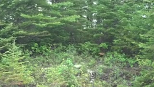RED LAKE CANADA-2015: Forest With Many Trees Of All Types And Sizes Of Green
