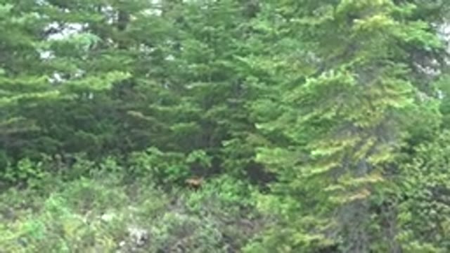 RED LAKE CANADA-2015: Nature River Forest With Clear Water Perfect For Hiking