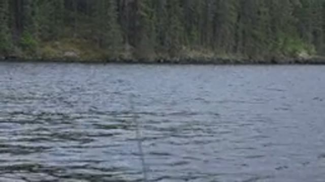 RED LAKE CANADA-2015: The Lake With Calm Waters And Forest With Much Green Trees