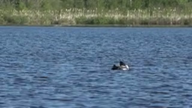 RED LAKE CANADA-2015: Duck Swimming On The Pond