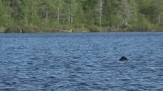 RED LAKE CANADA-2015: A Beautiful Bird Bathing In A Pond Surrounded By Forest