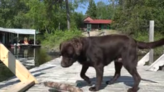 RED LAKE CANADA-2015: Dark Brown Dog Standing in Pool Playing in Water