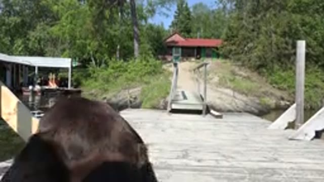 RED LAKE CANADA-2015: Dark Brown Dog Sitting On A Pier And Chewing On Something