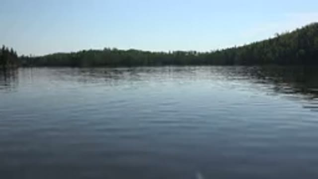 RED LAKE CANADA-2015: The Wavy Movement Of A River Surrounded By Green Tall Grass