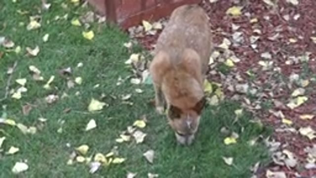WESTMINSTER COLORADO-2015: An Amazing Dog In The Garden