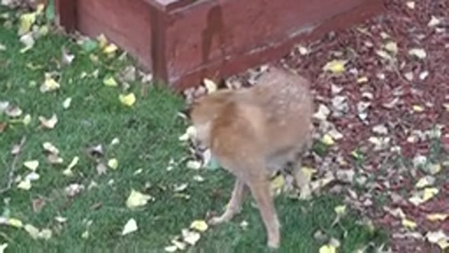 WESTMINSTER COLORADO-2015: Wild Dog Sniffs The Lawn Looking For Food