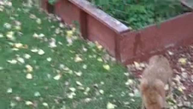 WESTMINSTER COLORADO-2015: Mom With Her Lovely Drink In The Home Garden Watching